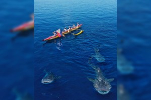 Whale sharks greet Cebu paddlers in 5-day expedition