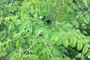 Moringa plant transfer to boost economy in Ilocos