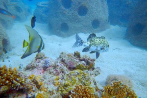 Reef balls enhance marine life in Masbate village