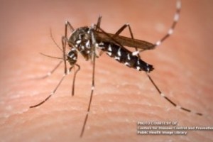 Dengue cases in Central Luzon down by 63%
