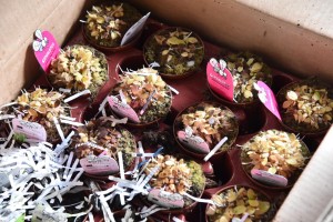 BOC seizes 276 imported carnivorous plants in Pasay warehouse