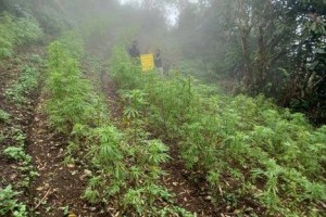 Benguet cops, PDEA destroy P4.8-M worth of marijuana plants