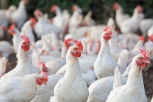 SoKor lifts ban on PH chicken meat, pet birds imports