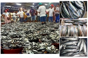 DA OKs fish importation in Q4