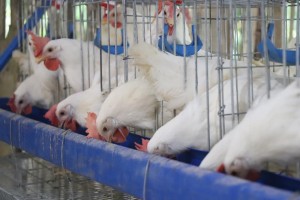 Less chicken imports sought as DA studies Romblon poultries