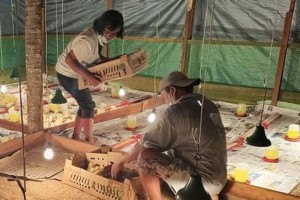 3 farmers’ groups in Zambo Norte get DA livelihood aid 