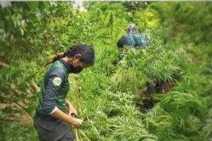 Hunt on vs. cultivators of 3 Cebu marijuana farms