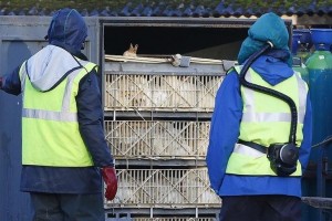 Nearly 143K chickens to be culled in Japan over bird flu