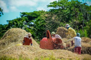 PBBM orders release of P12.7-B for rice farmers