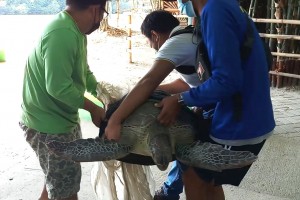 Sea turtle rescued, freed in Pampanga