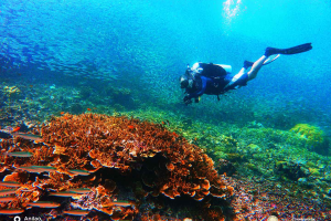 PH still world's leading dive destination in 2021: WTA