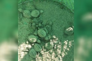 Sea turtle hatchlings released in Ilocos Norte