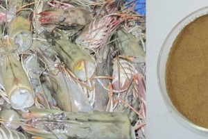 Shrimp head: From food waste to business