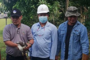 Rescued eagle turned over to Albay environment office