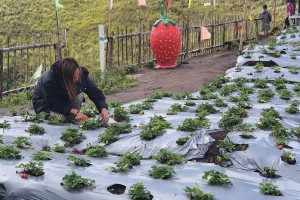 Strawberries help MisOcc farmers recover from pandemic