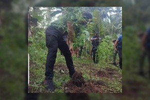 Troops destroy P8.6-M marijuana plants in Sulu