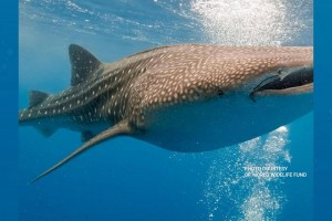 Sorsogon opens whale shark interactions to tourists