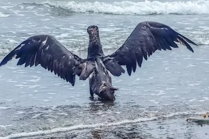 DENR releases Brown booby back to sea in Masbate