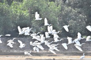 Over 13K waterbirds seen at Asian avian census in Bicol