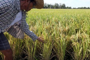 9.5K Bicol farmers finish on-air training on crop technologies