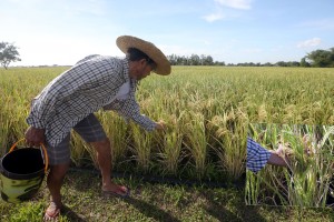 'Masagana 150' key agricultural focus of PBBM admin