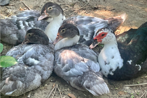 Pangasinan extends poultry ban from 17 provinces