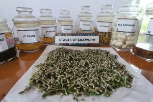 Future looks bright for NorMin sericulture industry