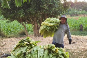 DA: Intercropping on tobacco lands good for resilience, food security