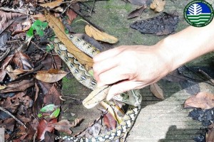 Rescued python released back into wild in Sorsogon