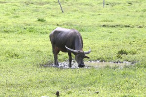 DA to revitalize carabao population for commercial dairy production