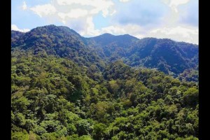 DENR rehabilitates 129K hectares of forest lands in C. Luzon