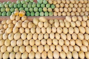 No mango oversupply; farmers urged to coordinate with DA vs. wastage