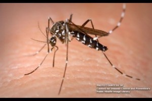 Puerto Princesa dengue cases on the rise but manageable