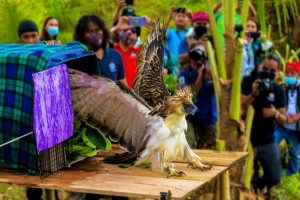 ‘Sarangani’ released back to habitat after 18 months recuperation