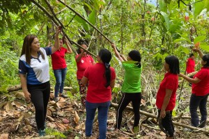 Former 'kaingineros' rejuvenate cacao trees as new market emerges