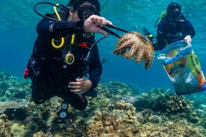 ‘Crown-of-thorns’ starfish threatens Sarangani town’s marine life