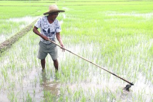 DA tests NextGen rice breeds in 4 C. Visayas provinces