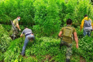 PNP: 97.79% of Cordillera villages drug-cleared 