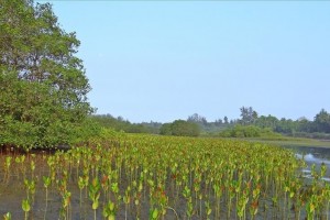 Over 75% of mangroves threatened: UNESCO head