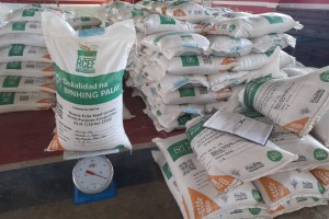 RCEF seed program helps increase rice farmers' yields