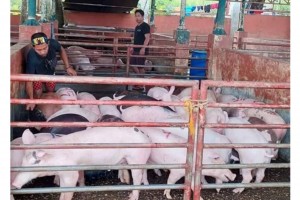 Negros Occidental raisers to get cash aid for swine deaths