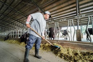 Pangasinan govt-run dairy farm earns P2-M in ‘23