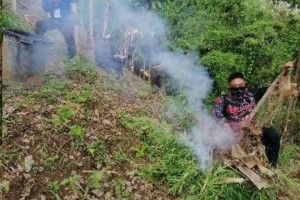 P3.4-M marijuana destroyed, P1-M shabu seized