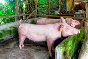 Negros Occidental swine deaths now over 11K; losses hit P125M