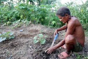 Urban agriculture promotes self-sufficiency amid inflation - CCC