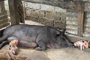 Ilocos Norte hog raisers urged to insure all pigs