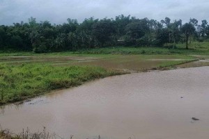 257K hectares of agri lands vulnerable to El Niño: NIA