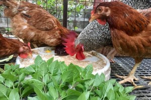 Ilocos Norte poultry raisers urged to stay vigilant vs. bird flu