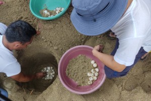 Olive Ridley turtle eggs turned over to DENR in Sorsogon town