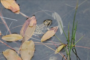 Global warming threatens critically endangered Taurus frog